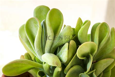 翡翠木開花|翡翠木Crassula ovata的養護指南：讓您的室內園藝更輕鬆